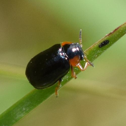 Réf. 312 708 : Smaragdina aurita
